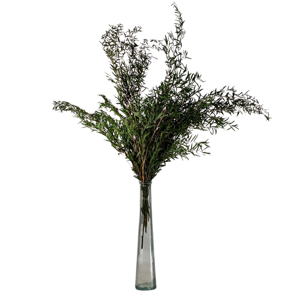 Leptospermum lungifolia