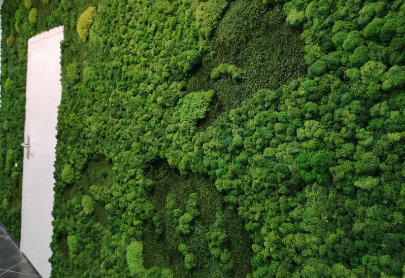 Mur végétal stabilisé - Lichen