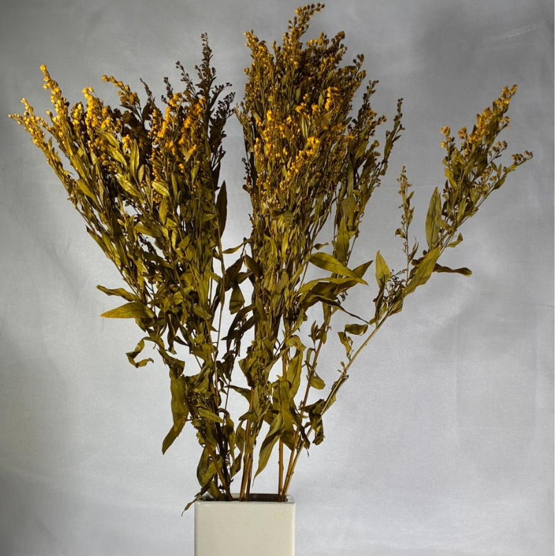 Solidago stabilisé