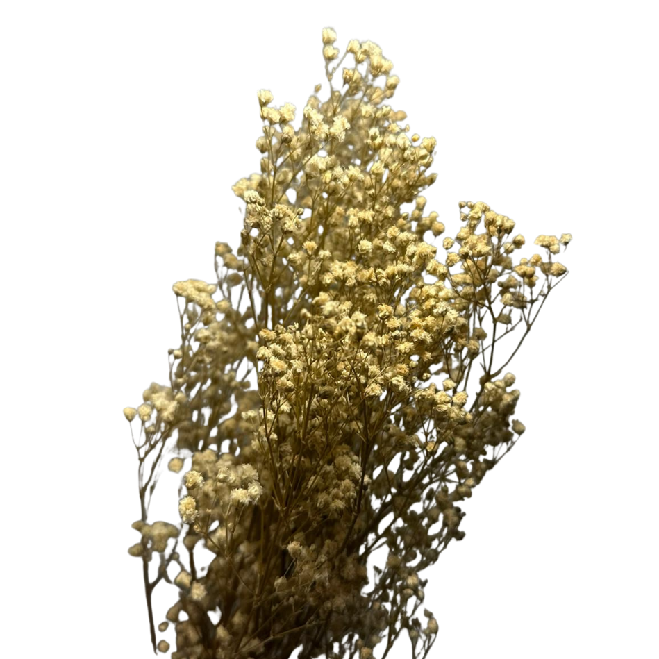 Gypsophile stabilisé