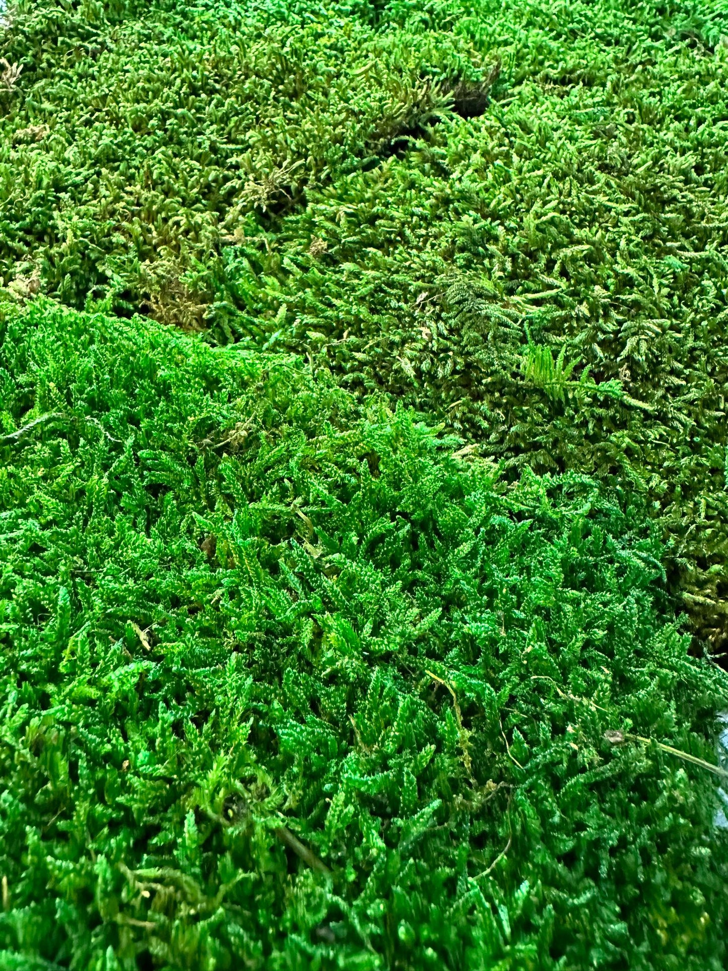 Mur végétal stabilisé - Mousse plate