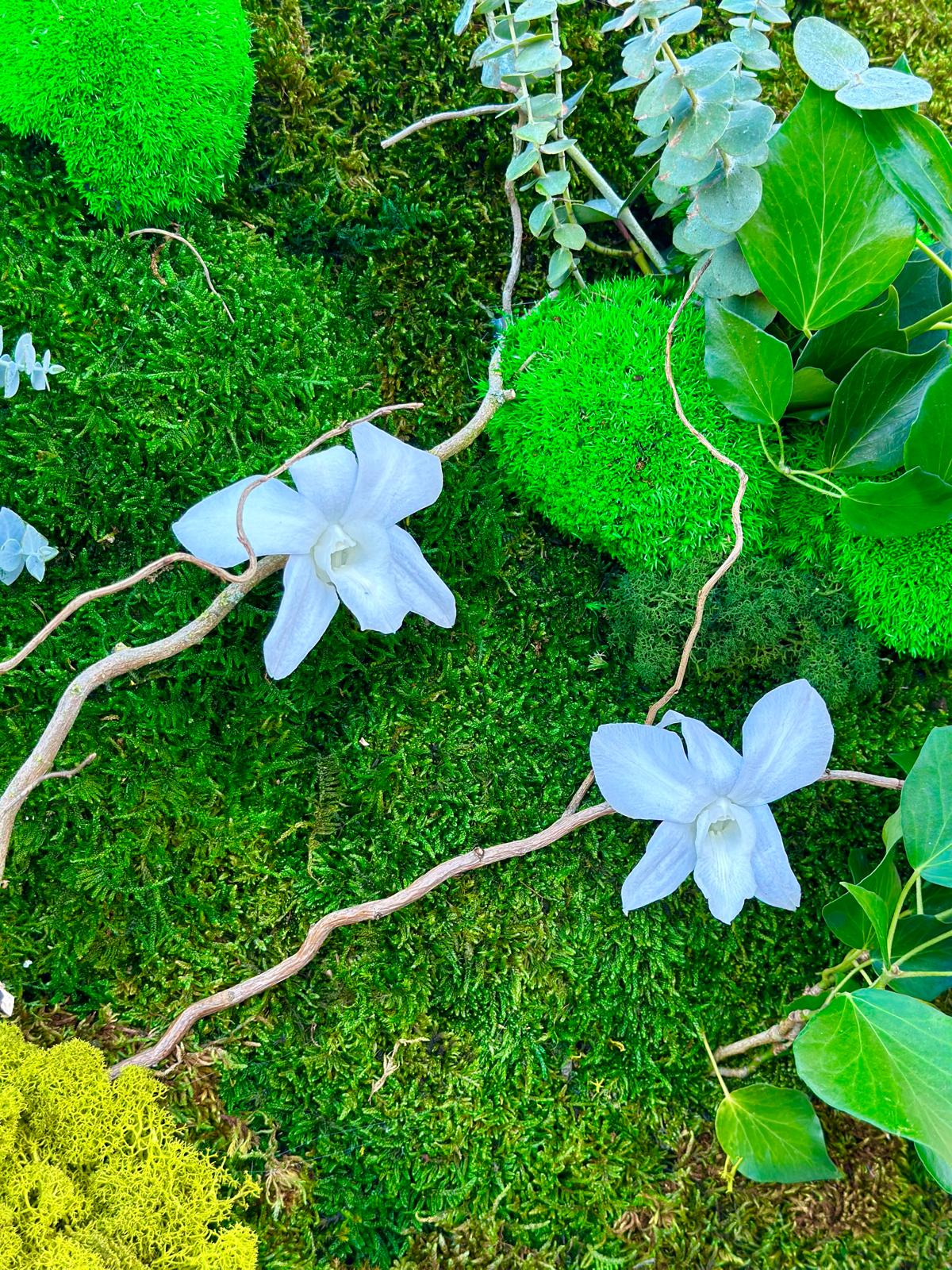 Mur végétal stabilisé - Végétal clairsemé