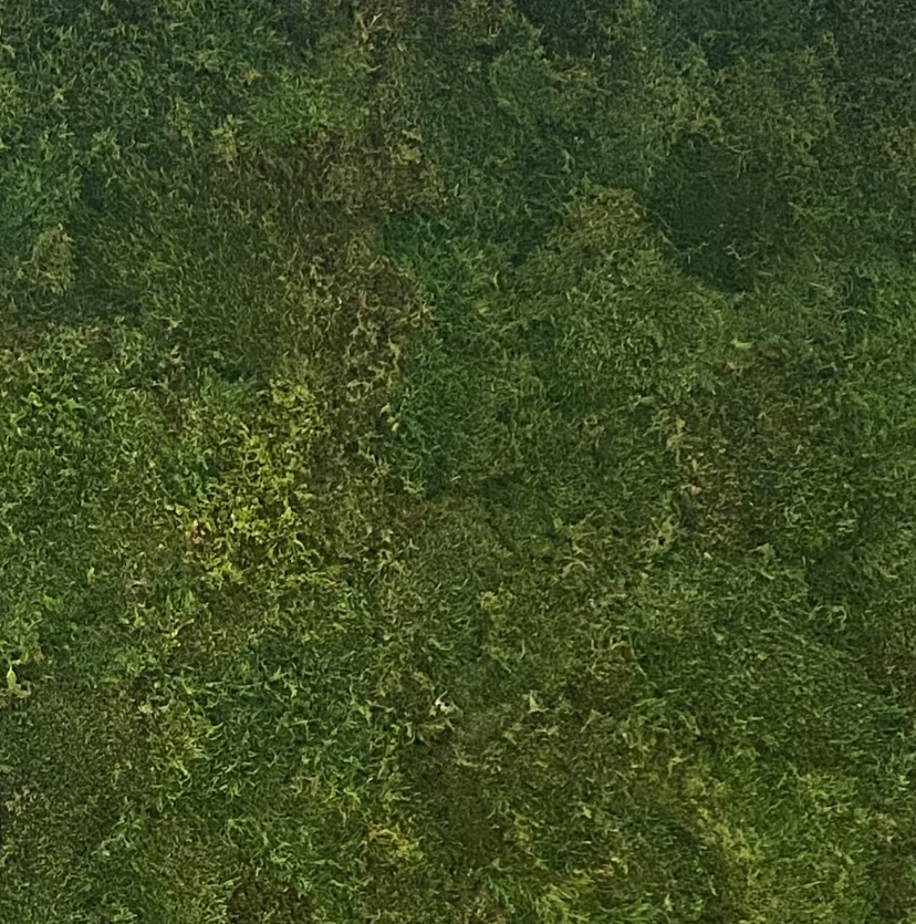 Mur végétal stabilisé - Mousse plate
