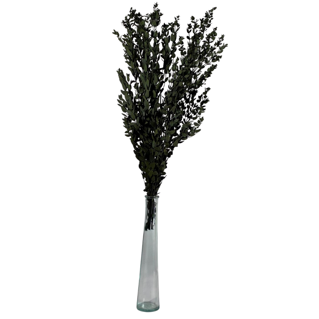 Eucalyptus Parvifolia