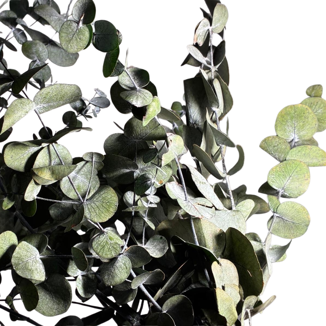 Eucalyptus Cinérea