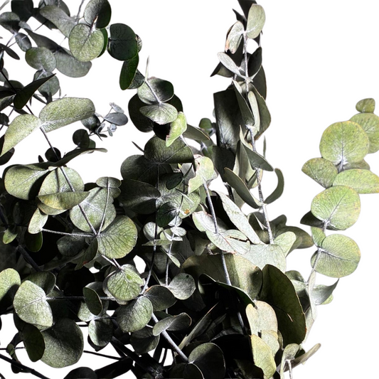 Eucalyptus Cinérea