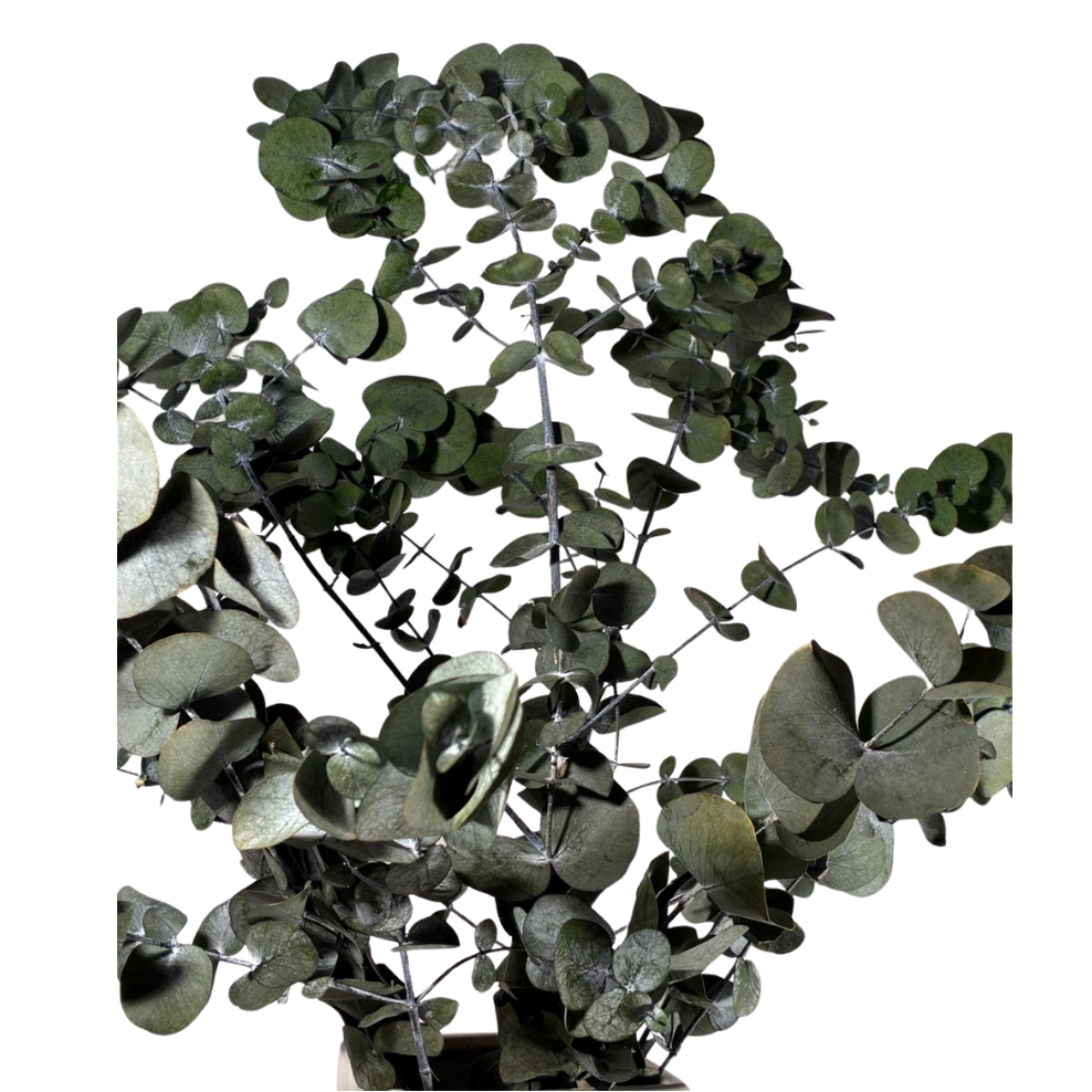 Eucalyptus Cinérea
