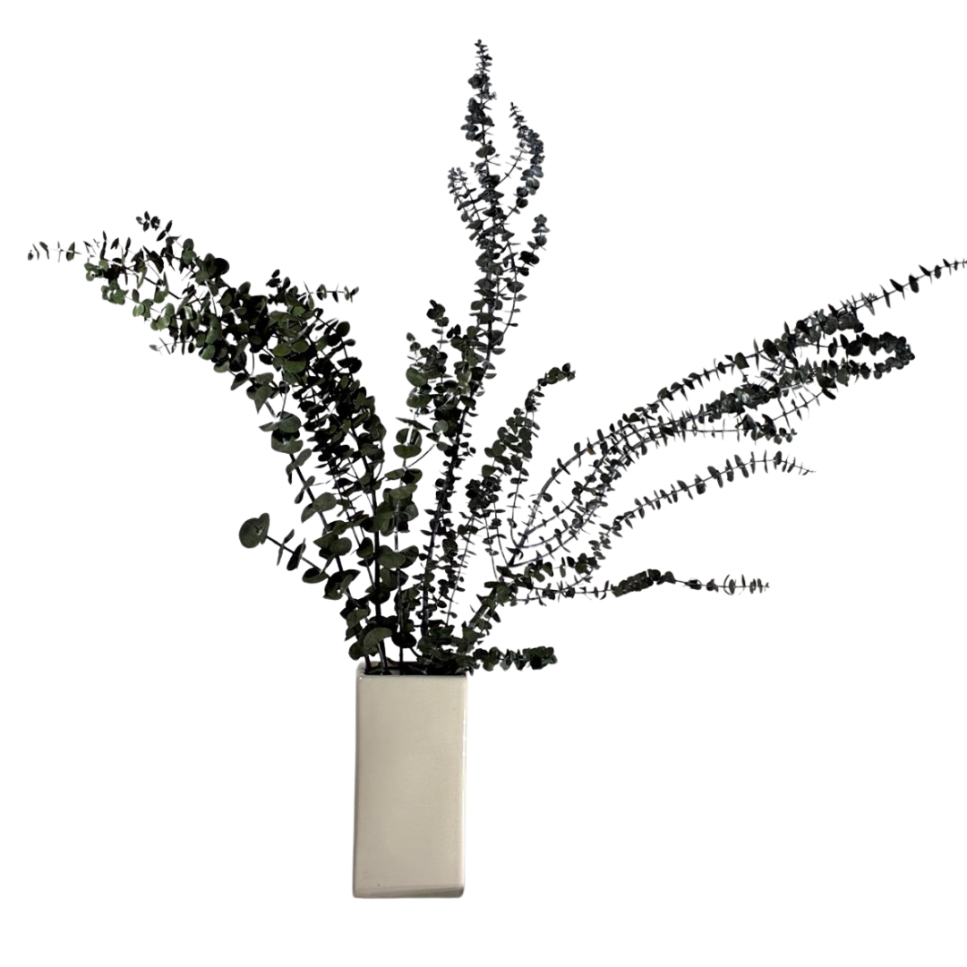 Eucalyptus Baby blue