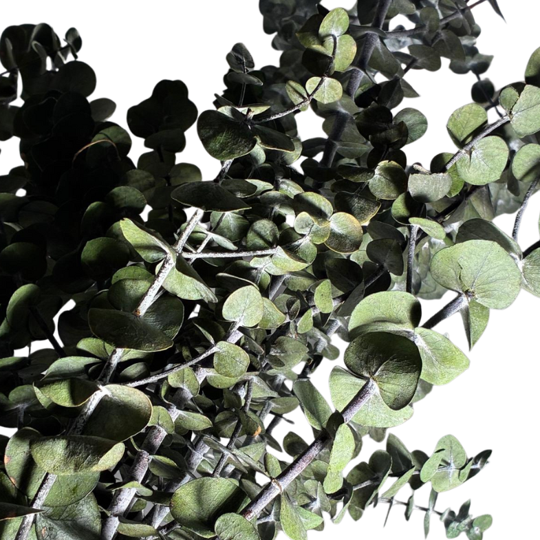 Eucalyptus Baby blue