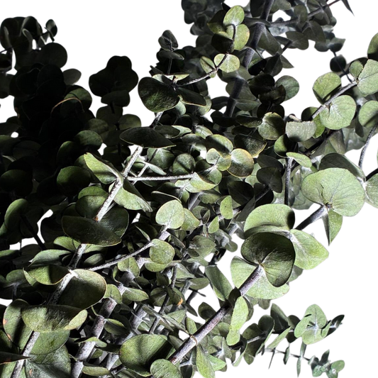 Eucalyptus Baby blue
