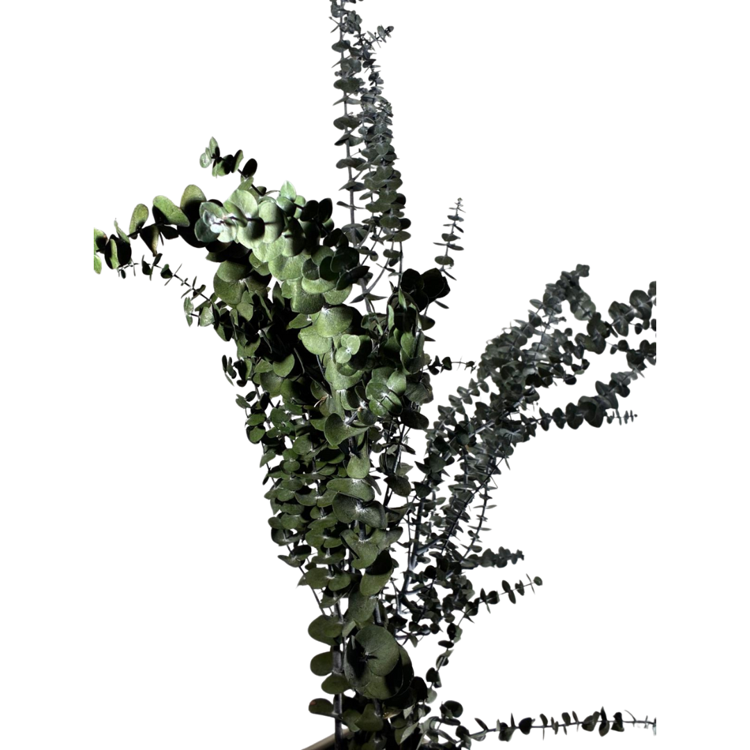 Eucalyptus Baby blue