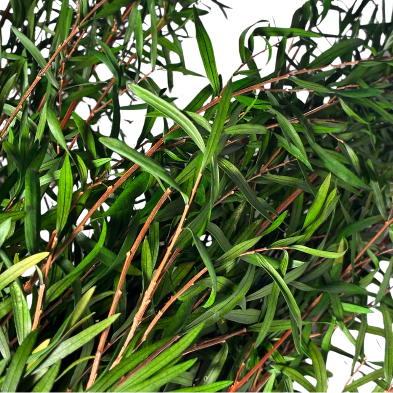 Leptospermum lungifolia