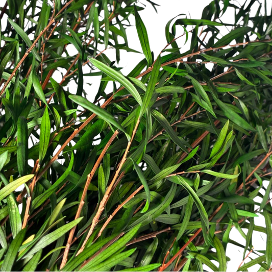 Leptospermum lungifolia