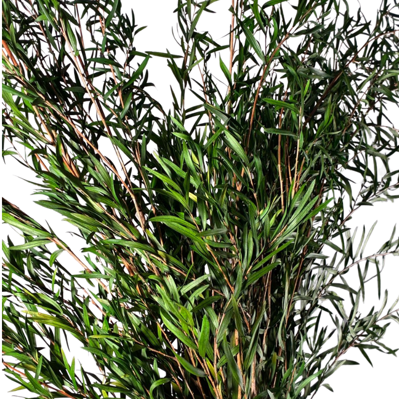Leptospermum lungifolia
