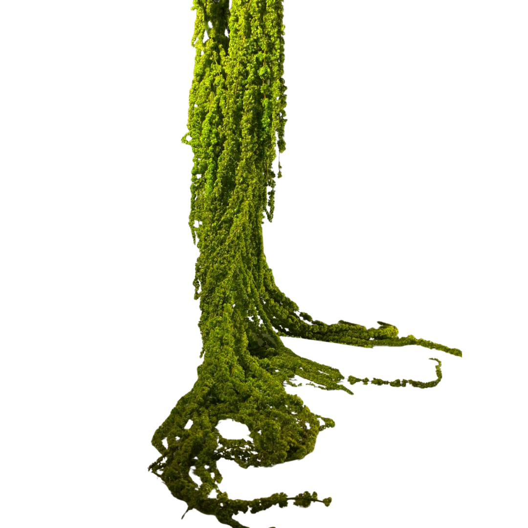 Amarante stabilisée