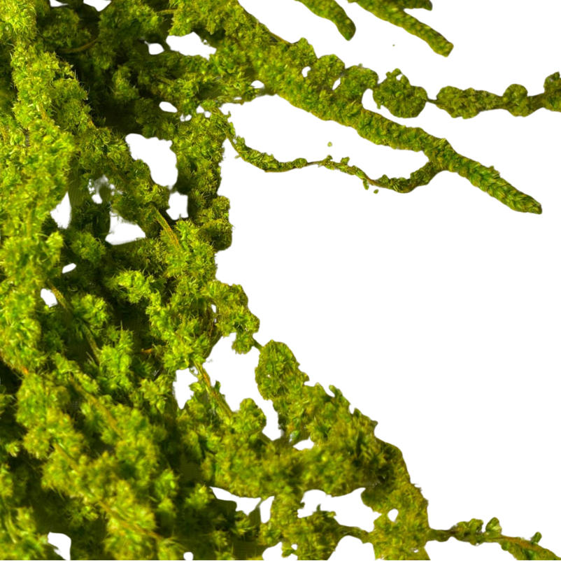 Amarante stabilisée