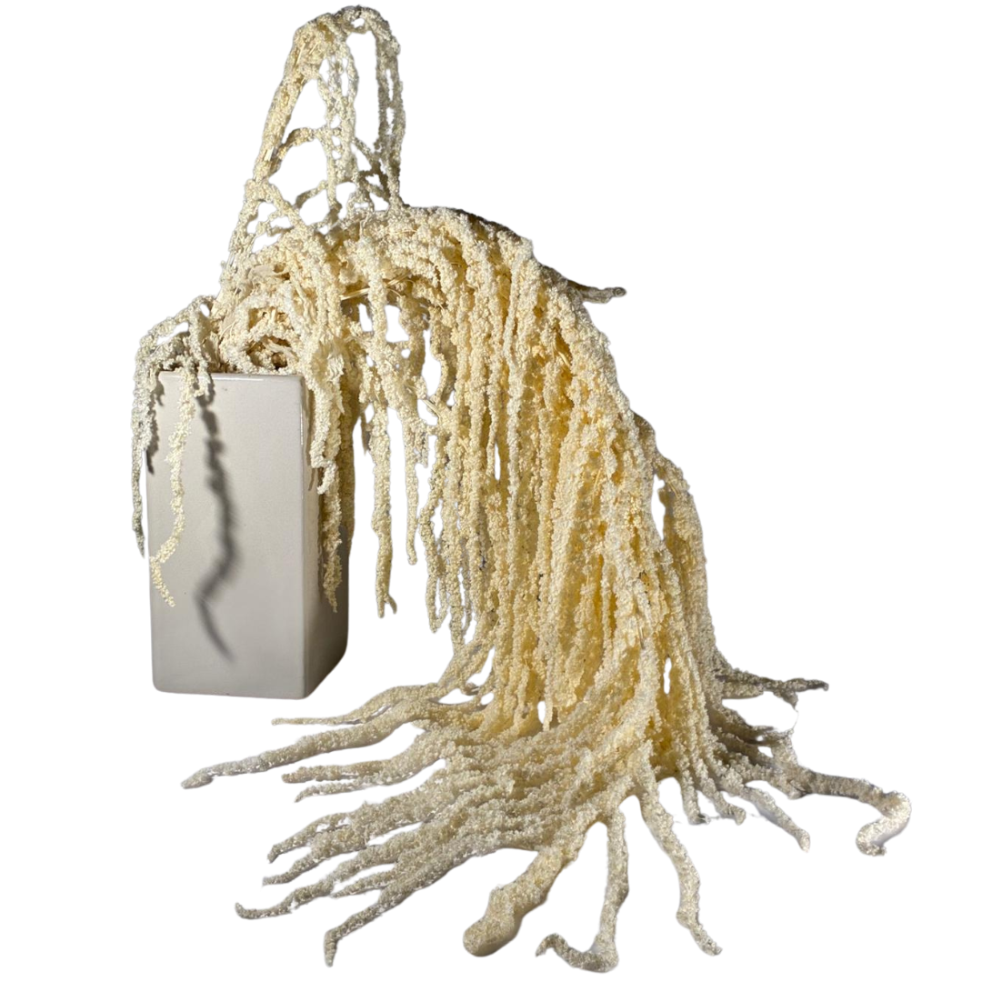 Amarante stabilisée