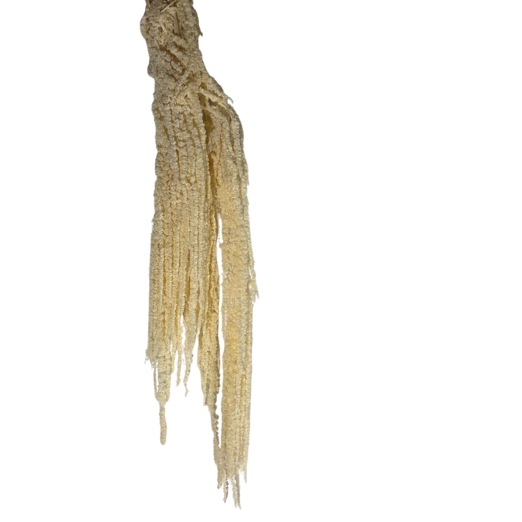 Amarante stabilisée