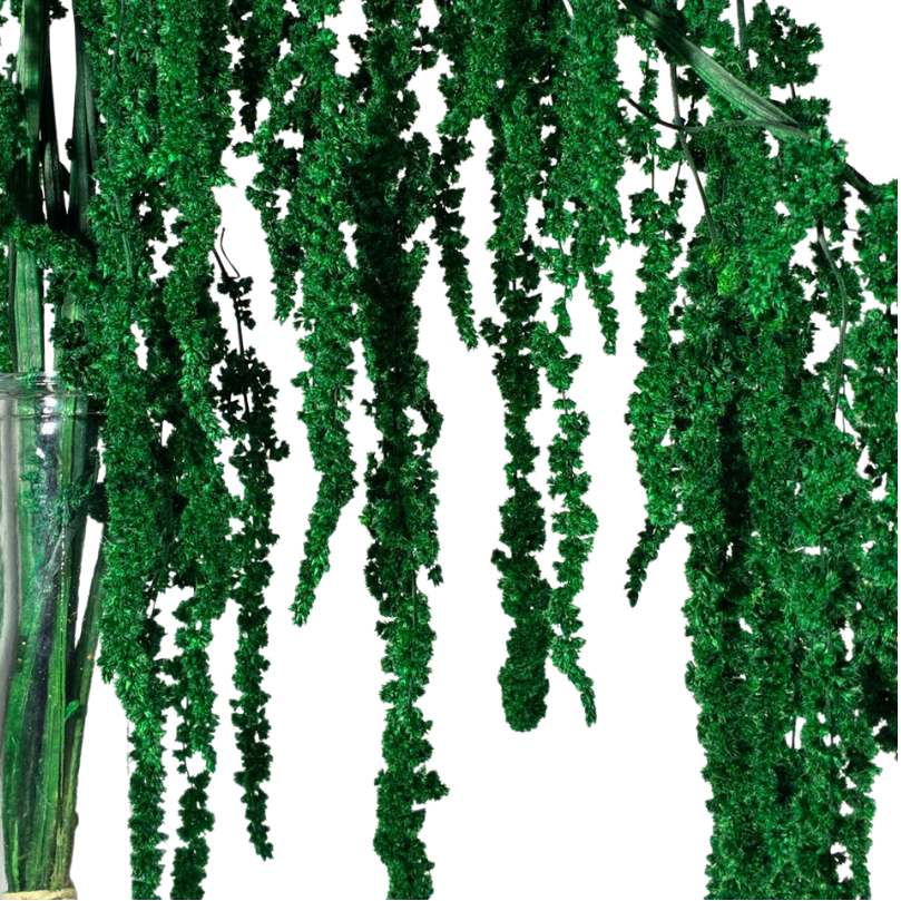 Amarante stabilisée