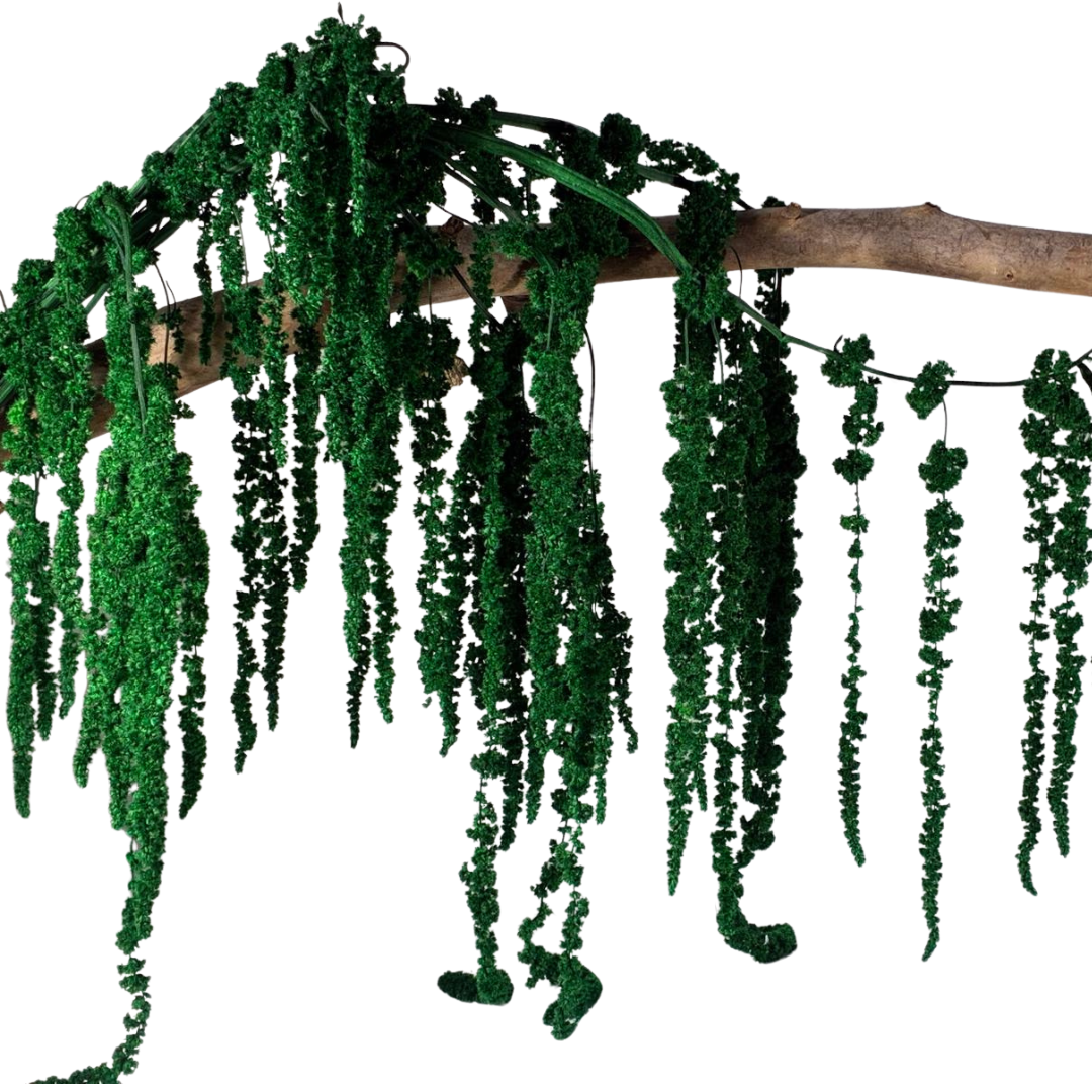 Amarante stabilisée