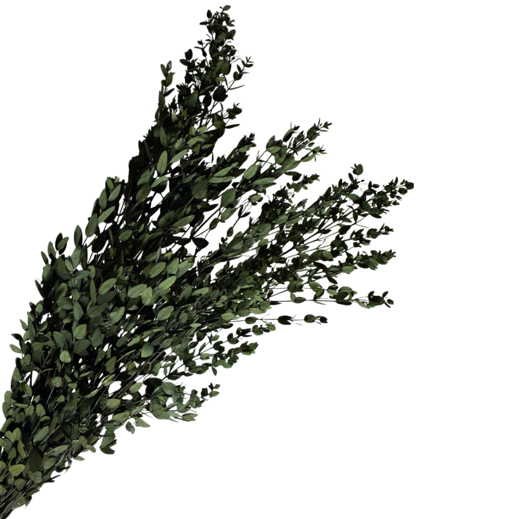 Eucalyptus Parvifolia