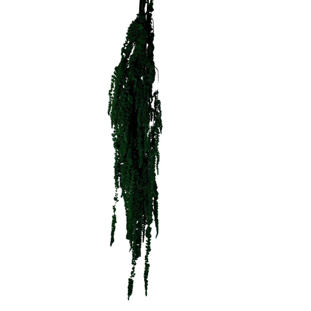 Amarante stabilisée