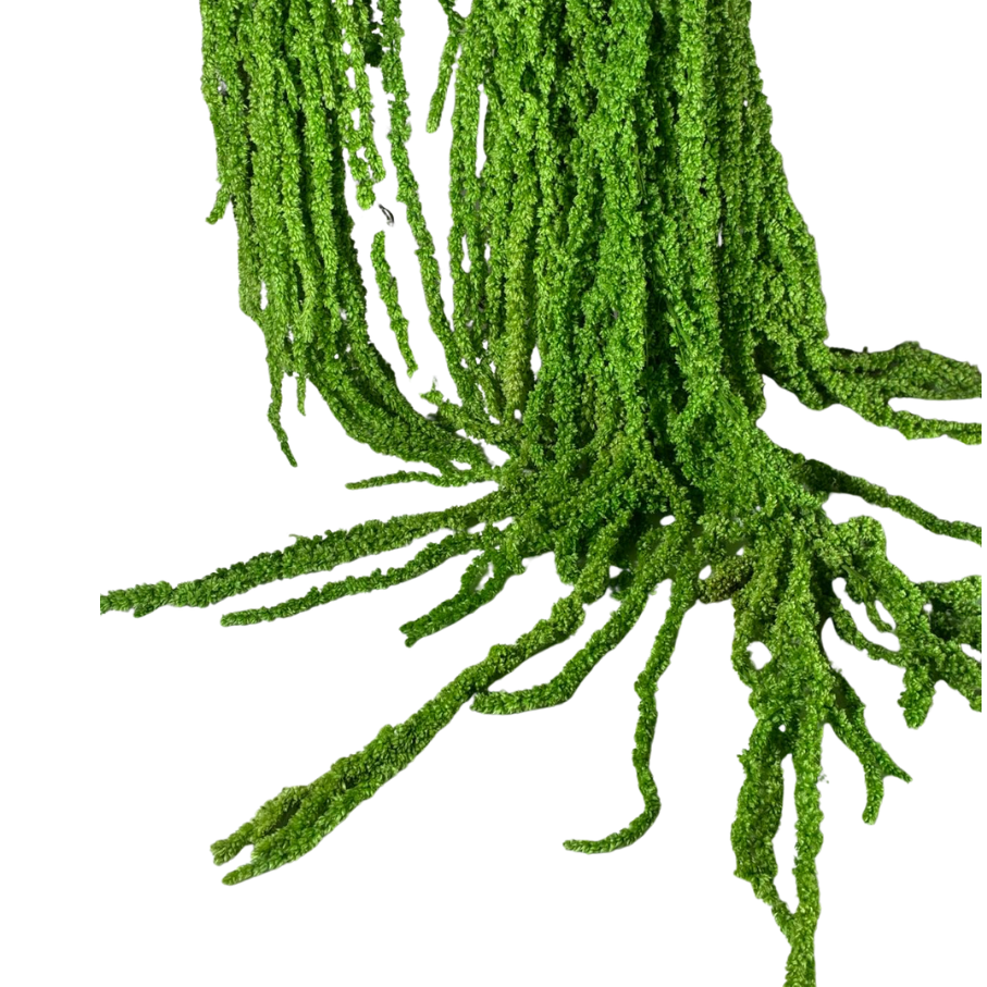 Amarante stabilisée