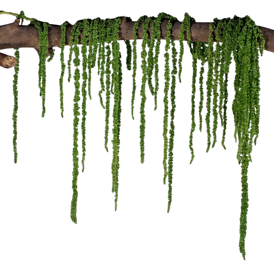 Amarante stabilisée