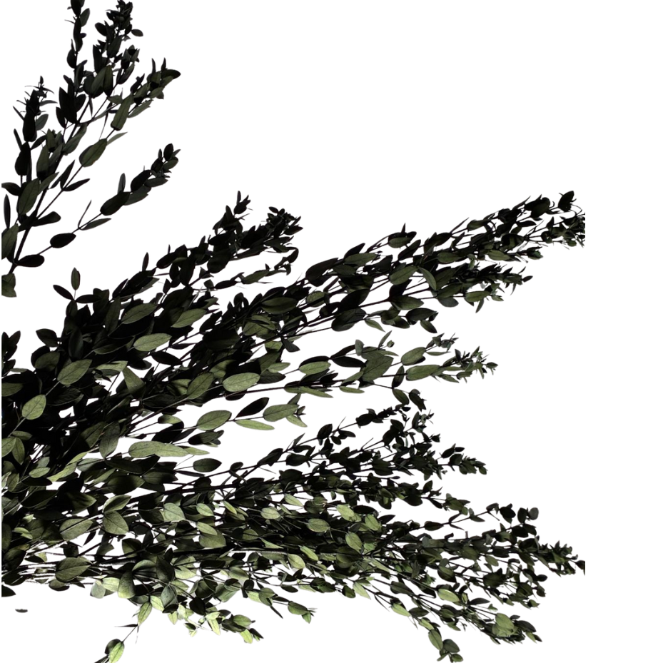 Eucalyptus Parvifolia