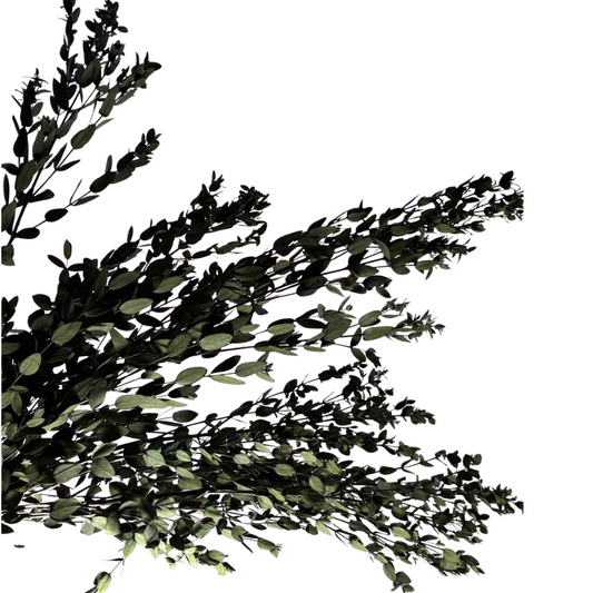 Eucalyptus Parvifolia