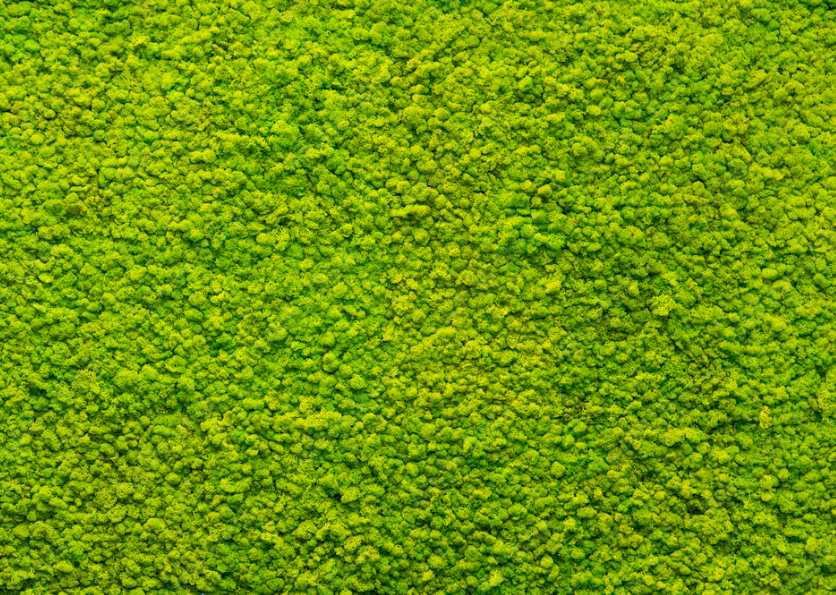 Mur végétal stabilisé - Lichen