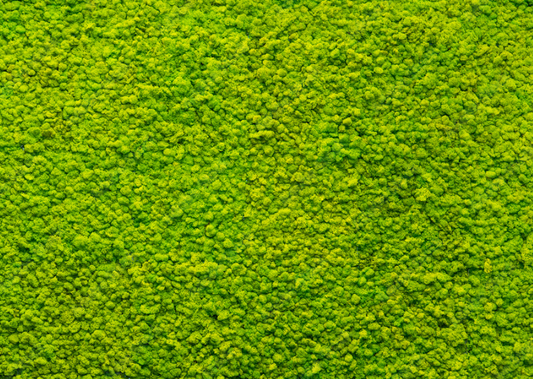 Mur végétal stabilisé - Lichen