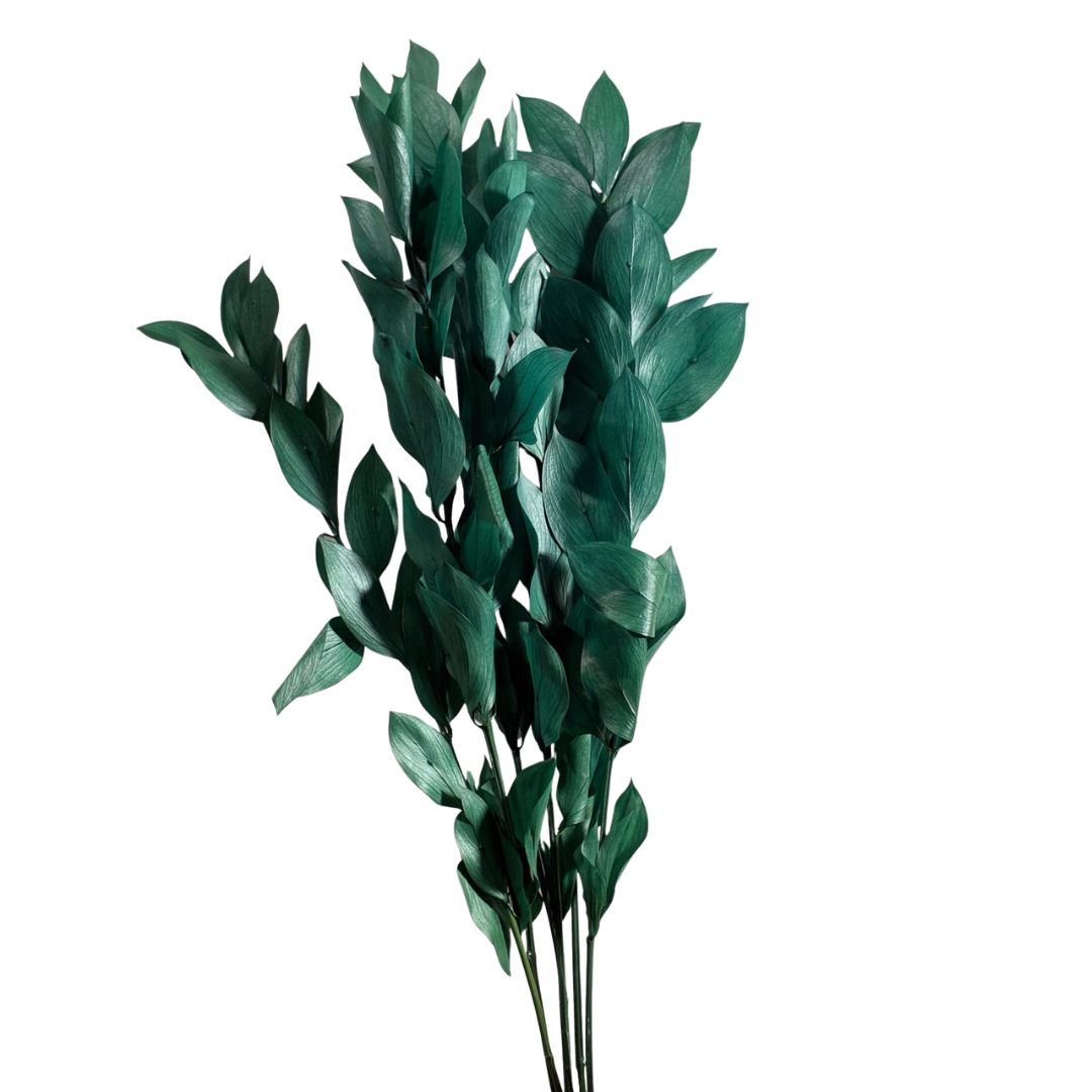 Ruscus Stabilisé