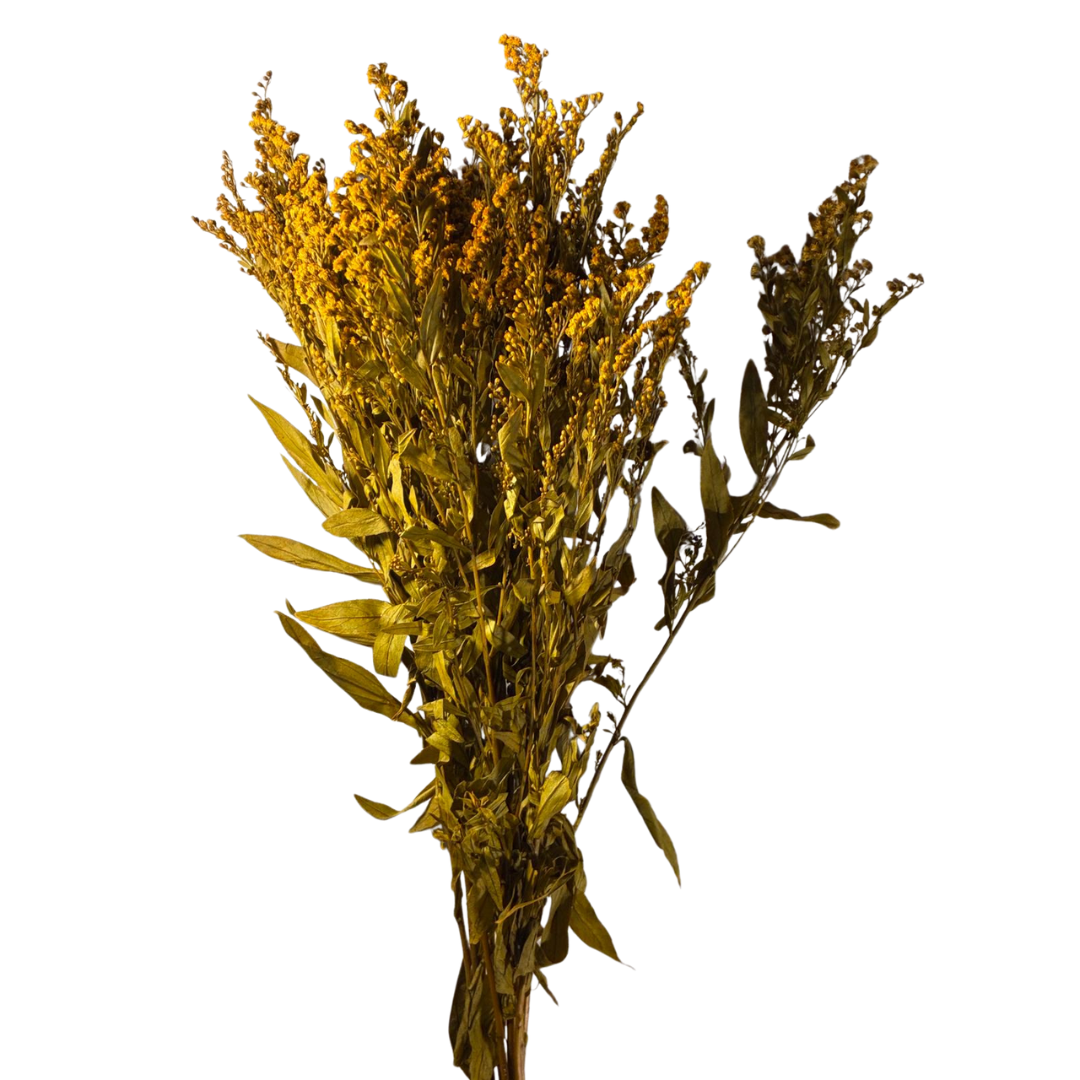 Solidago stabilisé