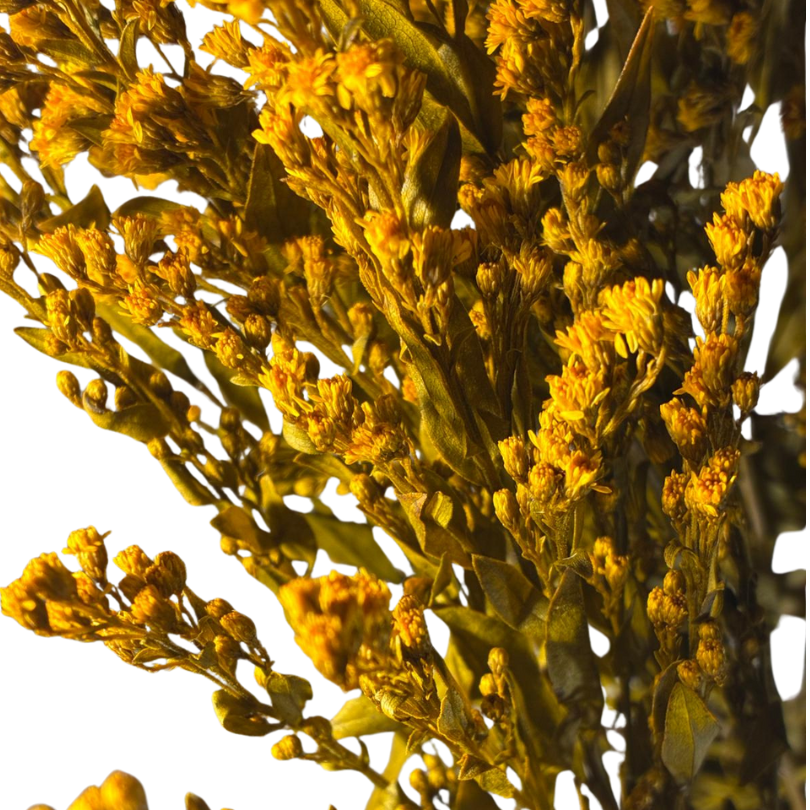 Solidago stabilisé