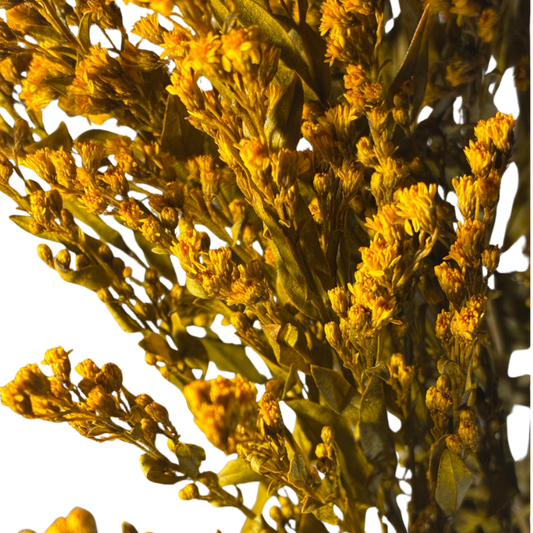 Solidago stabilisé