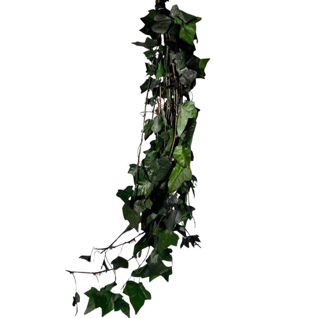 Lierre liane XL