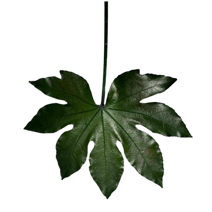 Aralia stabilisée