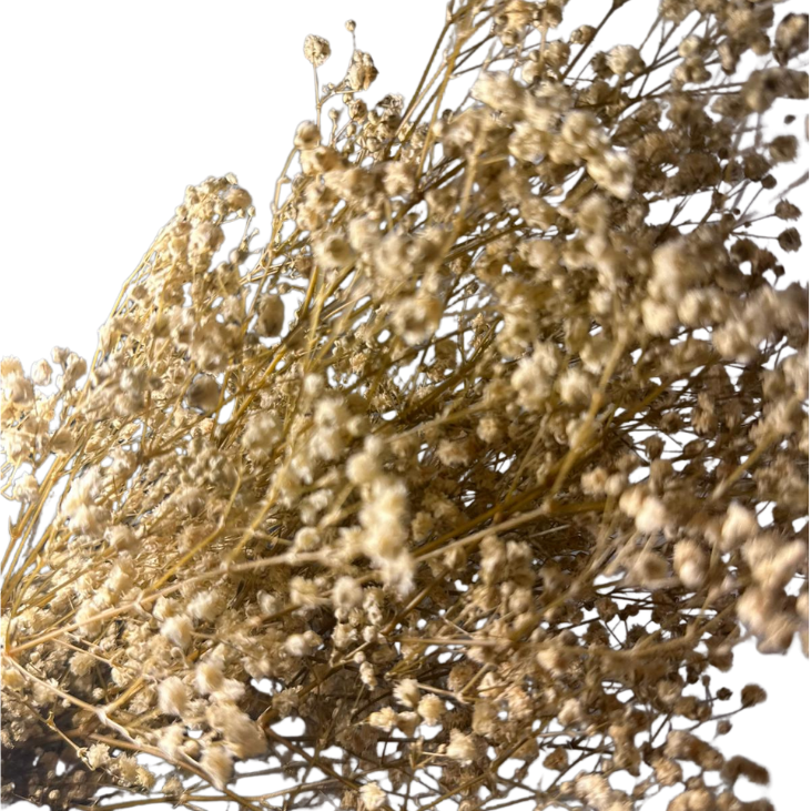 Gypsophile stabilisé