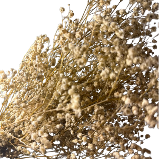 Gypsophile stabilisé