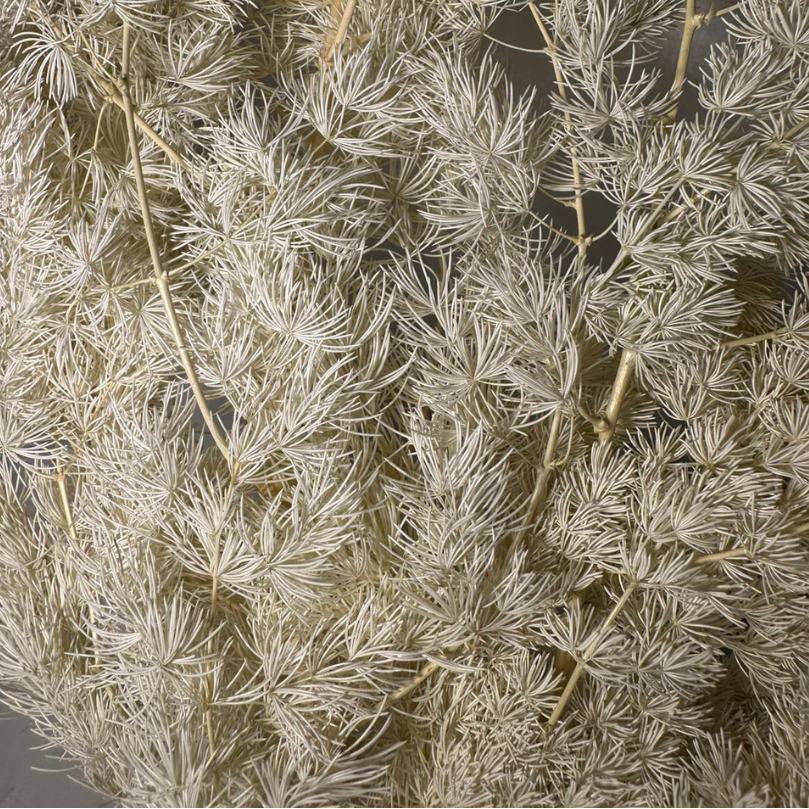 Ming fern stabilisé