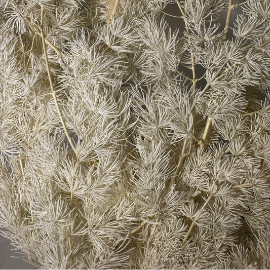 Ming fern stabilisé