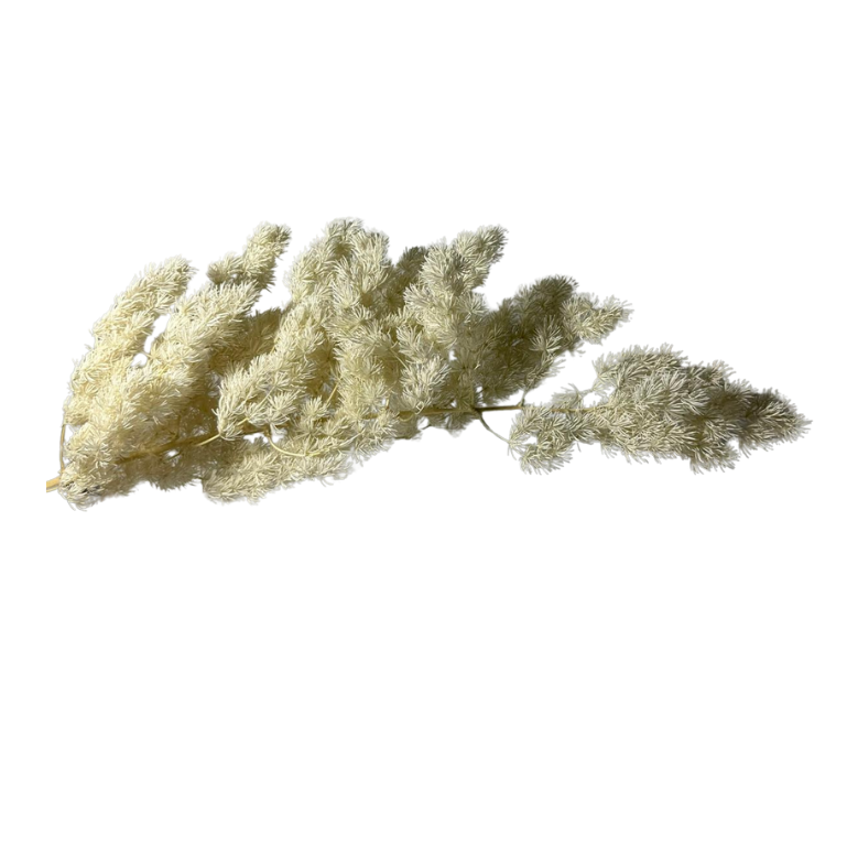 Ming fern stabilisé