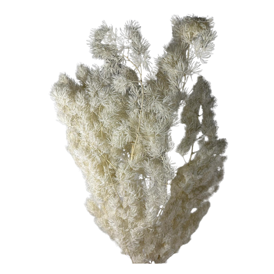 Ming fern stabilisé