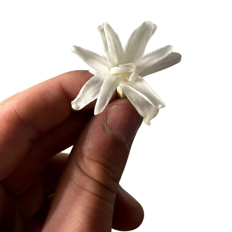 Tubéreuses stabilisées