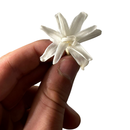 Tubéreuses stabilisées